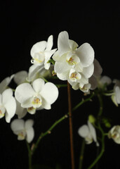 Naklejka na ściany i meble White orchid. A flower for March 8. Plant care. A snow-white flower, a wonderful plant for the home. Water drops on the petals.