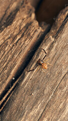 Details of a small spider on a wood