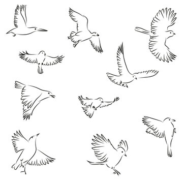 10 Fliegende Vöge Lineart Zeichnungen Vektor Grafik | Flying Birds Drawing Vector Graphic