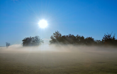 Obraz na płótnie Canvas Fog on a field with trees in the morning
