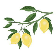 A branch with lemons and leaves on a white background.Vector illustration.