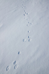 The tracks of a rabbit on the snow