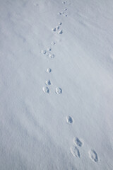 Wild rabbit tracks on the snow