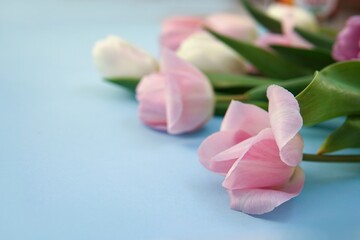 Obraz na płótnie Canvas Pink tulips on a blue background