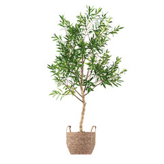 decorative flowers and plants for the interior, isolated on transparent background, 3D illustration, cg render
