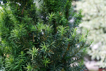 green plant look like Christmas tree branches