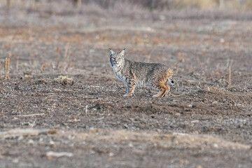 Bobcat - Pose