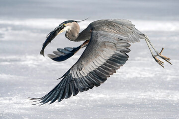 Great Blue Heron - Fish