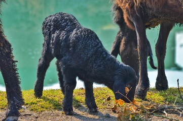 Fototapeta premium Little black lamb eats spring grass 