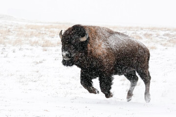 American Bison - Colorado