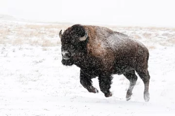 Fototapeten American Bison - Colorado © Bernie Duhamel