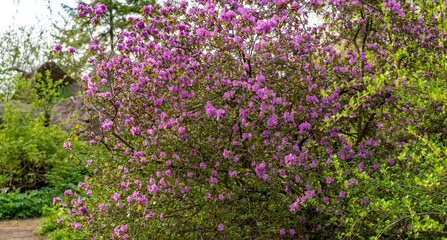Fototapeta na wymiar Bush of blossom flowers of Rhododendron dahuricum. Bright pink flowers of Rhododendron dauricum in early spring