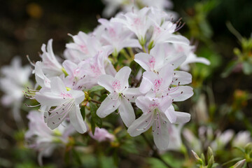White azalea flowers close up in the garden, spring flower background, selective focus