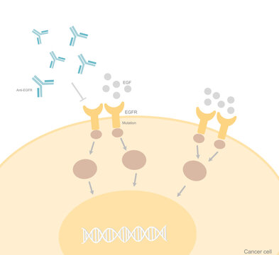 The Epidermal Growth Factor Receptor (EGFR) Pathway In The Cancer Cell That Shows The EGFR Mutation That Results In The Uncontrolled Cell Proliferation And The Anti-EGFR Were Treated For Stopping It.