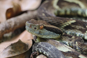 Bothrops jararaca's head