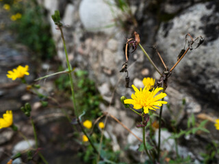 imagen detalle de unas flores amarillas con una pared de piedra desenfocada de fondo