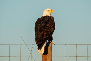 American Bald Eagle - Close-up