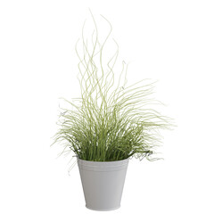 3d rendering of a household plant, flower