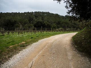 imagen de un camino de tierra entre plantaciones de viñedos, árboles y montañas