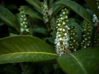 imagen detalle de unas flores blancas en forma de campana con hojas verdes 