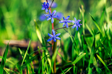 small blue flowers in spring forest