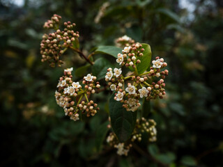 imagen detalle de unas flores blancas, en una planta verde 