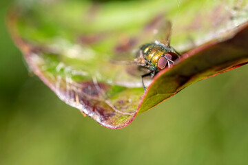 One yellow fly on red dried leaf. Green background.