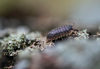 Selective focus shot of a woodlice. Macro photo.