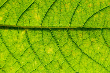 Fototapeta na wymiar Macro texture of green floral leaf.