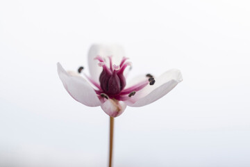 Butomus umbellatu, bloom in the spring season.