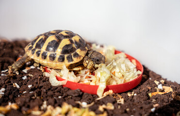Pet turtle eating lettuce salad.