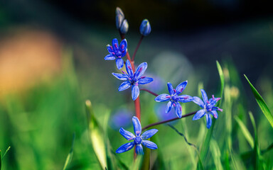 Fototapeta na wymiar small blue flowers in spring forest