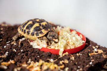 Pet turtle eating lettuce salad.