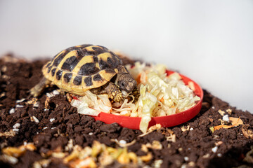 Pet turtle eating lettuce salad.