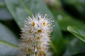 white blossom of Prunus laurocerasus Otto Luyken shrub close up spring April