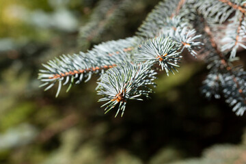Naklejka na ściany i meble Blue spruce background. Coniferous tree. Nature, Christmas, New Year, seasonal concept.