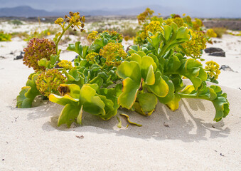 flowers in the sand