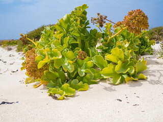 grapes on the beach