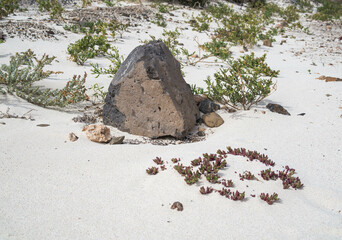 stone on the beach