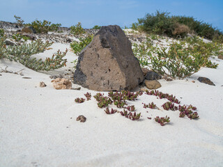 rock in the sand