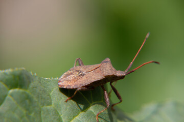 bug on a green leaf