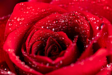 A red rose whose bud is completely covered with drops of water