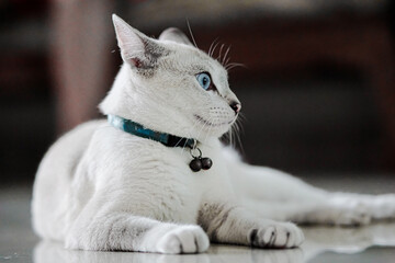 Naklejka na ściany i meble A male white cat with blue eyes is sitting on the floor looking sideways while wearing a blue necklace with a small bell 