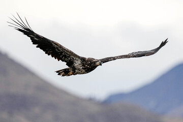 Juvenile Bald Eagle - Flight