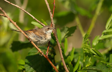 Close-up of a perched Common whitethroat juvenile