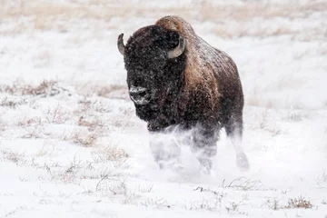 Cercles muraux Bison Bison - Running - Snow