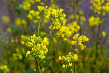 Sinapis arvensis Turkish name: Mustard grass close-up, beauty of spring. Yellow mustard herbs.