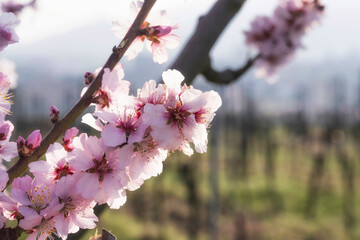 Close up of pink almond blossoms in Rhineland-Palatinate/Germany