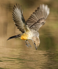 Cassin's Kingbird - Bugs