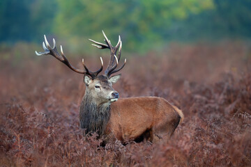 Close up of a red deer stag in autumn